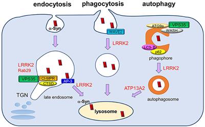 Targeting of Lysosomal Pathway Genes for Parkinson's Disease Modification: Insights From Cellular and Animal Models